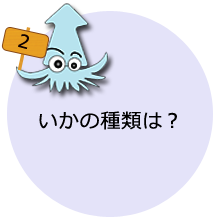 いかの種類は？